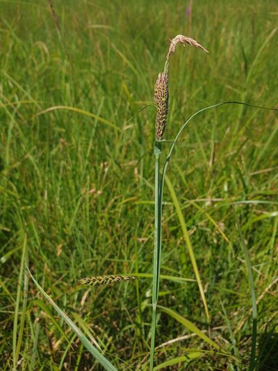 Carex vacillans, photographed by Étienne Léveillé-Bourret