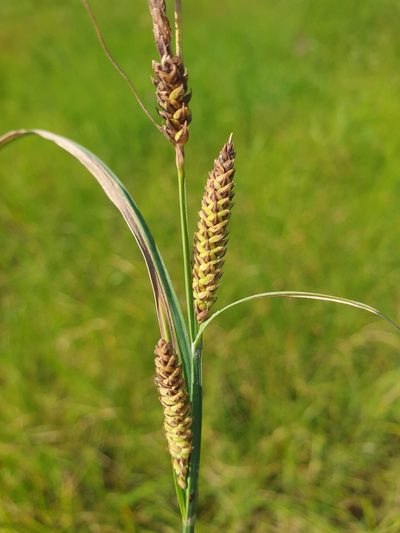 Carex vacillans, photographed by Étienne Léveillé-Bourret