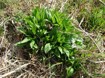 Scrophularia oblongifolia, photographed by Grzegorz Grzejszczak