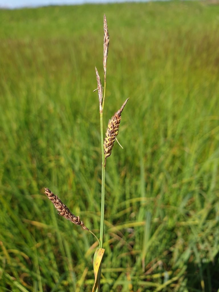 Carex vacillans, photographed by Étienne Léveillé-Bourret