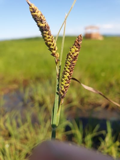 Carex vacillans, photographed by Étienne Léveillé-Bourret