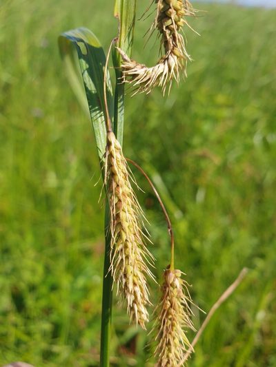 Carex paleacea, photographed by Étienne Léveillé-Bourret