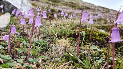 Soldanella pusilla, photographed by hecklemore