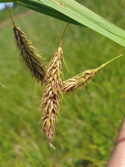 Carex paleacea, photographed by Étienne Léveillé-Bourret