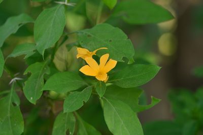 Barleria prionitis, photographed by S.MORE