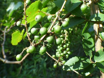 Vitis vulpina, photographed by kcthetc1