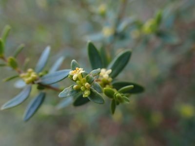 Pimelea hewardiana, photographed by Nina Kerr