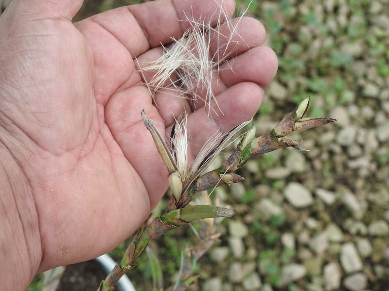 Tillandsia makoyana, photographed by Neptalí Ramírez Marcial
