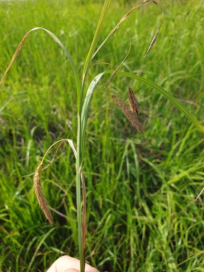 Carex paleacea, photographed by Étienne Léveillé-Bourret