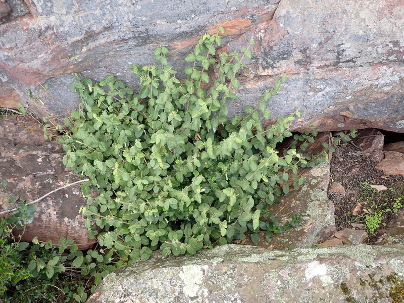 Correa aemula, photographed by Nina Kerr