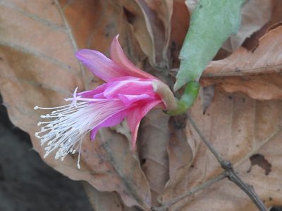Disocactus nelsonii, photographed by Neptalí Ramírez Marcial