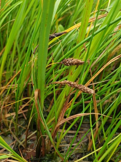 Carex paleacea, photographed by Étienne Léveillé-Bourret