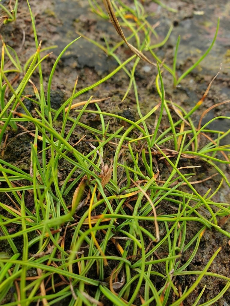 Carex subspathacea, photographed by Étienne Léveillé-Bourret