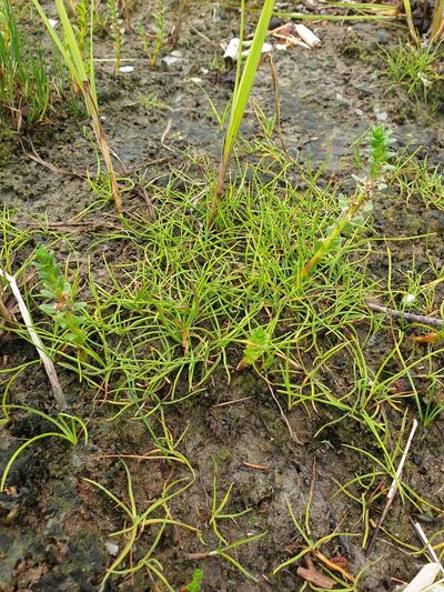 Carex subspathacea, photographed by Étienne Léveillé-Bourret