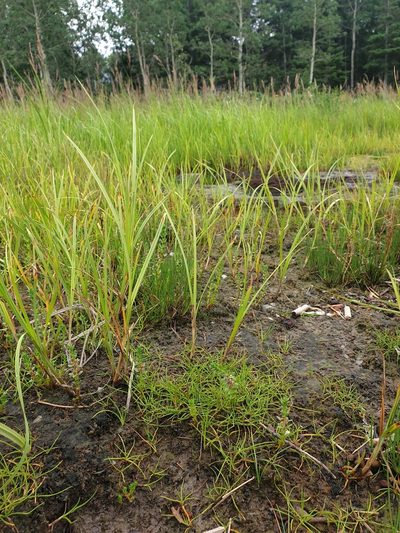 Carex subspathacea, photographed by Étienne Léveillé-Bourret