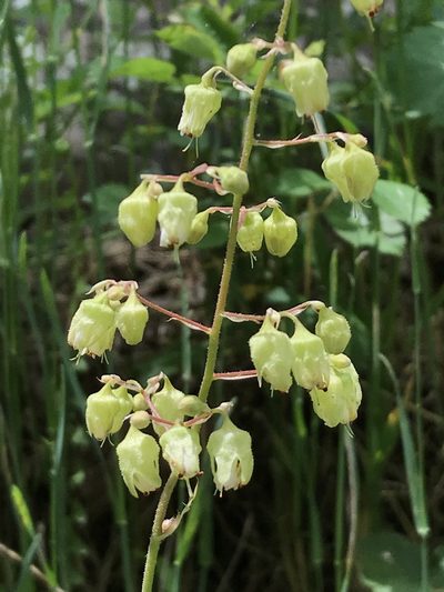 Heuchera alba, photographed by Mark Eanes