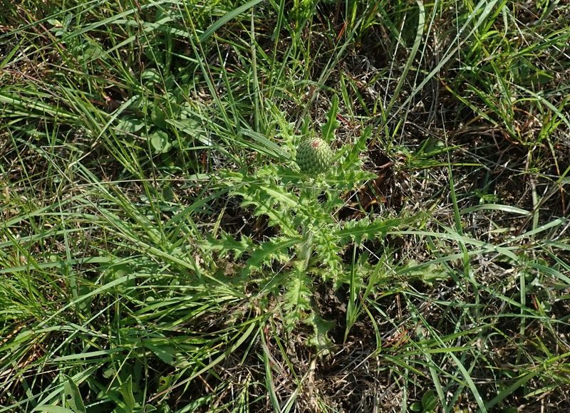 Cirsium pumilum, photographed by Lynn Harper