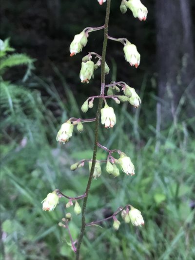 Heuchera alba, photographed by Mark Eanes