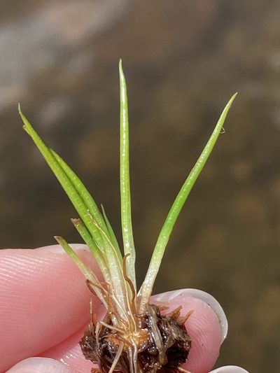 Isoetes viridimontana, photographed by er-birds