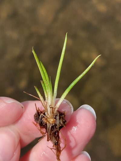 Isoetes viridimontana, photographed by er-birds