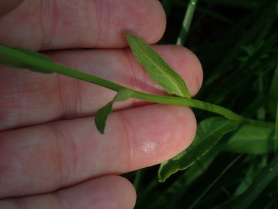 Lobelia spicata, photographed by Lynn Harper