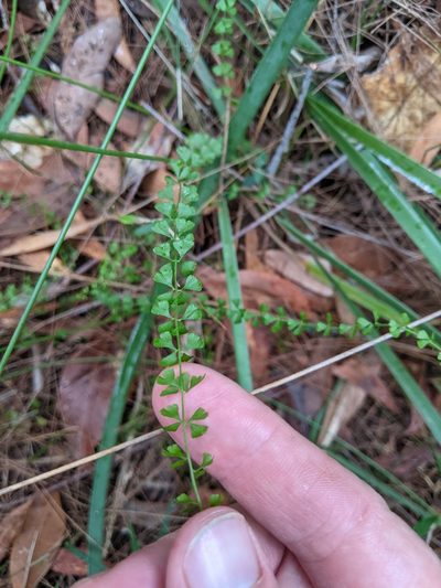 Lindsaea incisa, photographed by Nick Swanson