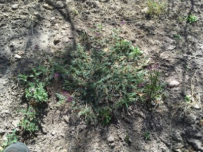 Astragalus nothoxys, photographed by Cecelia Alexander