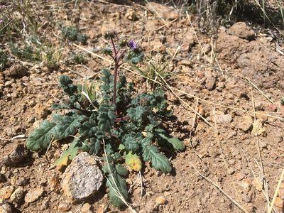 Phacelia coerulea, photographed by Cecelia Alexander