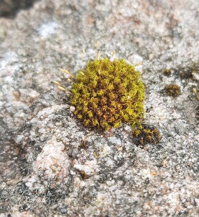 Ptychomitrium polyphyllum, photographed by Helen Waterman