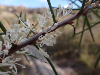 Hakea decurrens, photographed by Nina Kerr