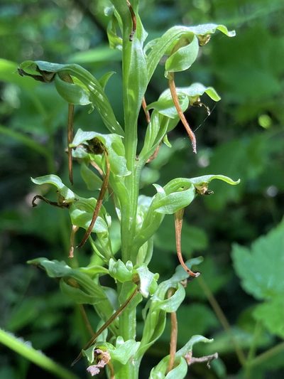 Platanthera hookeri, photographed by er-birds