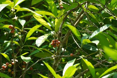 Coffea arabica, photographed by Cheongweei Gan