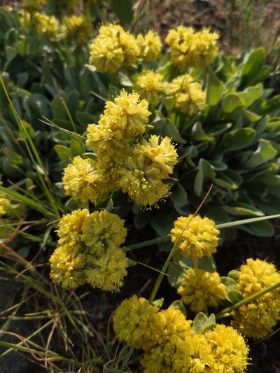 Eriogonum arcuatum, photographed by Abby Benson