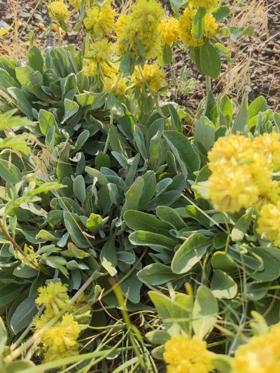 Eriogonum arcuatum, photographed by Abby Benson