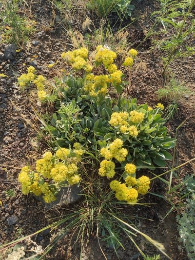 Eriogonum arcuatum, photographed by Abby Benson