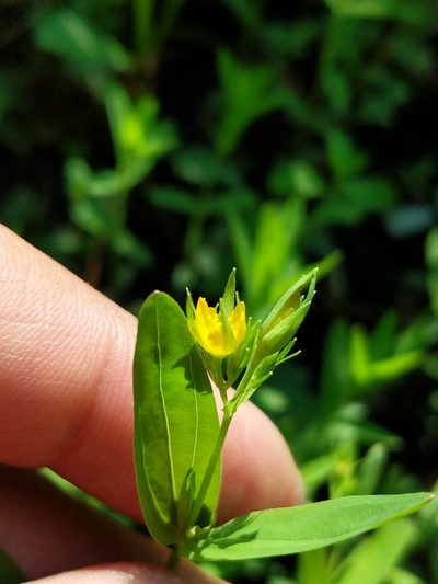 Hypericum majus, photographed by Vince La Tassa