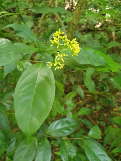 Palicourea pubescens, photographed by Yolanda M. Leon