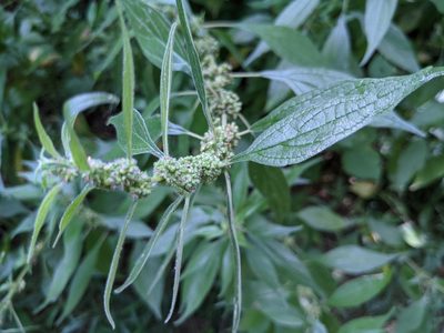 Parietaria officinalis, photographed by agosti