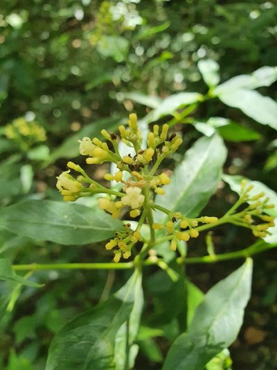 Palicourea pubescens, photographed by Yolanda M. Leon