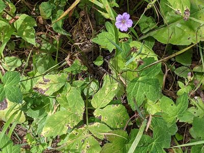 Geranium nodosum, photographed by agosti