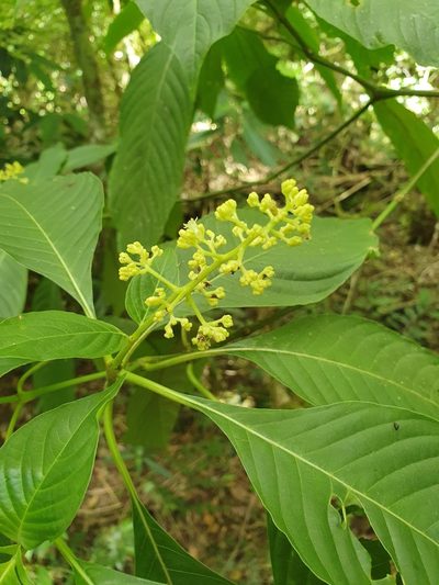 Palicourea berteroana, photographed by Yolanda M. Leon