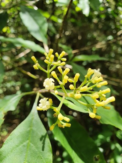 Palicourea pubescens, photographed by Yolanda M. Leon