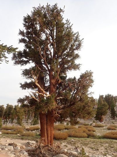 Pinus balfouriana, photographed by John Brew