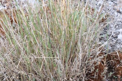 Poa compressa, photographed by Henry "Nick" Robertson