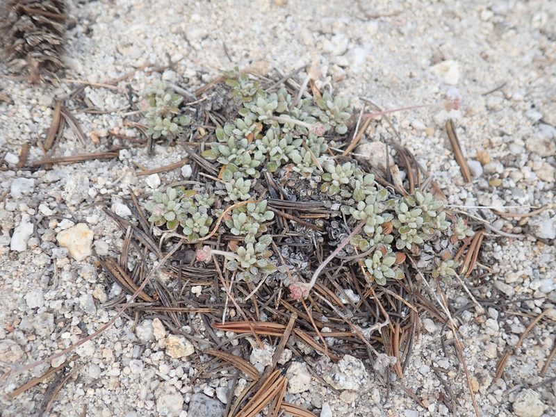 Eriogonum polypodum, photographed by John Brew