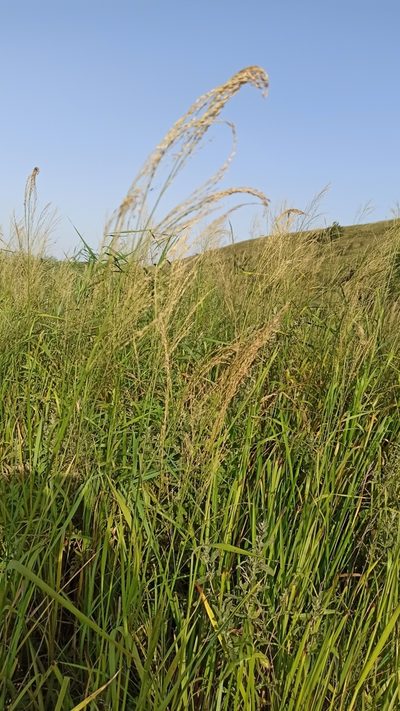 Glyceria arundinacea, photographed by Иван Ковтун Ivan Kovtun