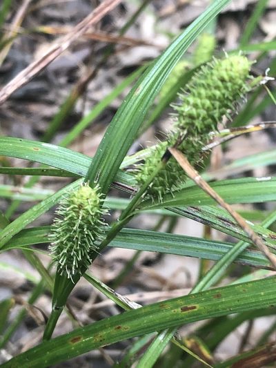 Carex aureolensis, photographed by Joseph McPhail