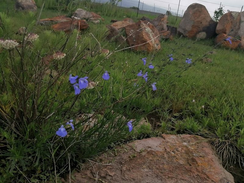 Salvia reptans, photographed by Erick Vélez Sánchez