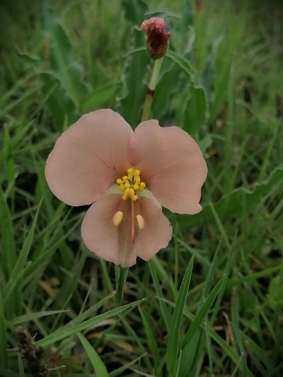 Commelina scabra, photographed by Erick Vélez Sánchez