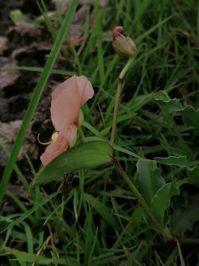 Commelina scabra, photographed by Erick Vélez Sánchez